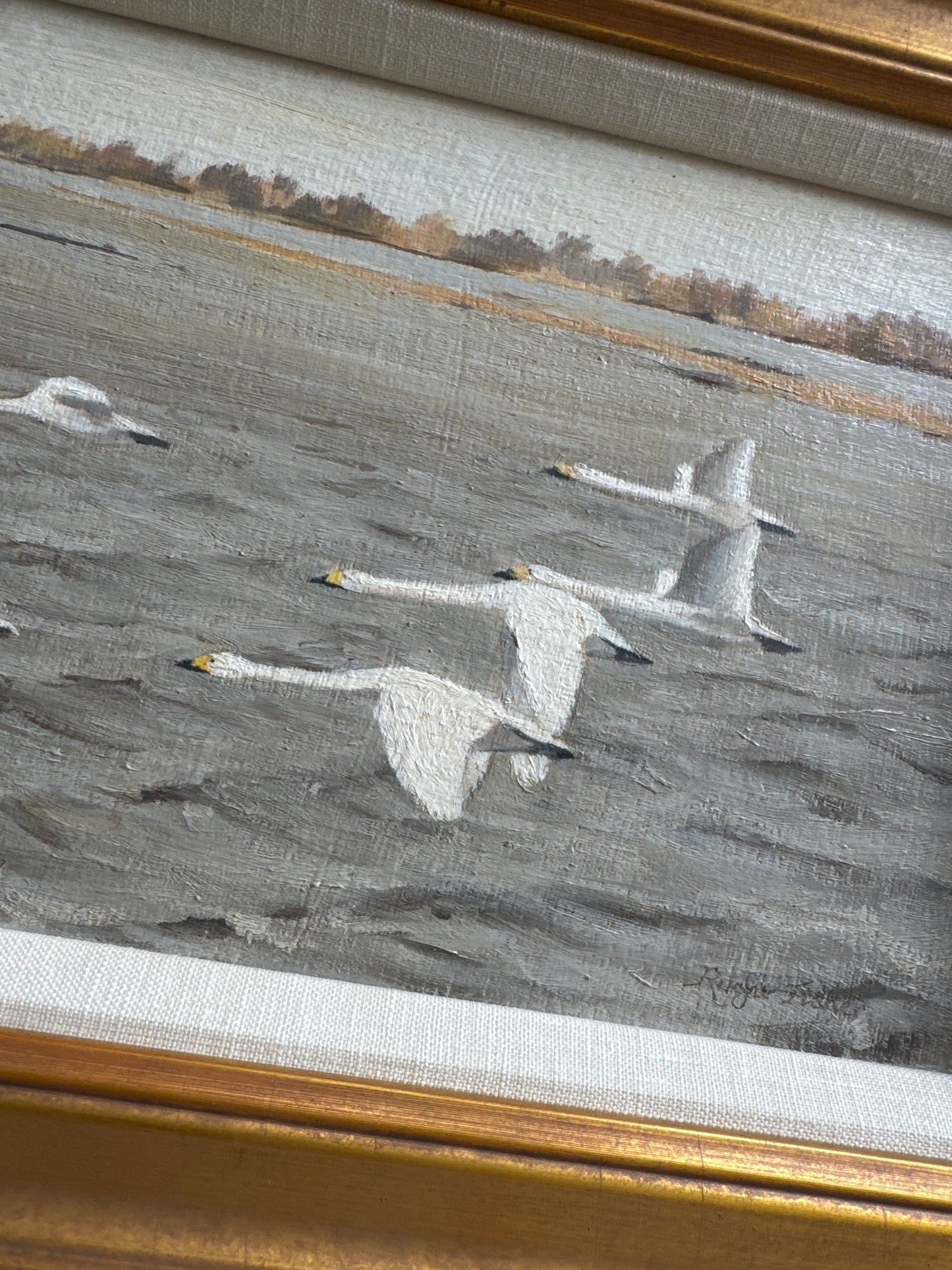 Swans Crossing