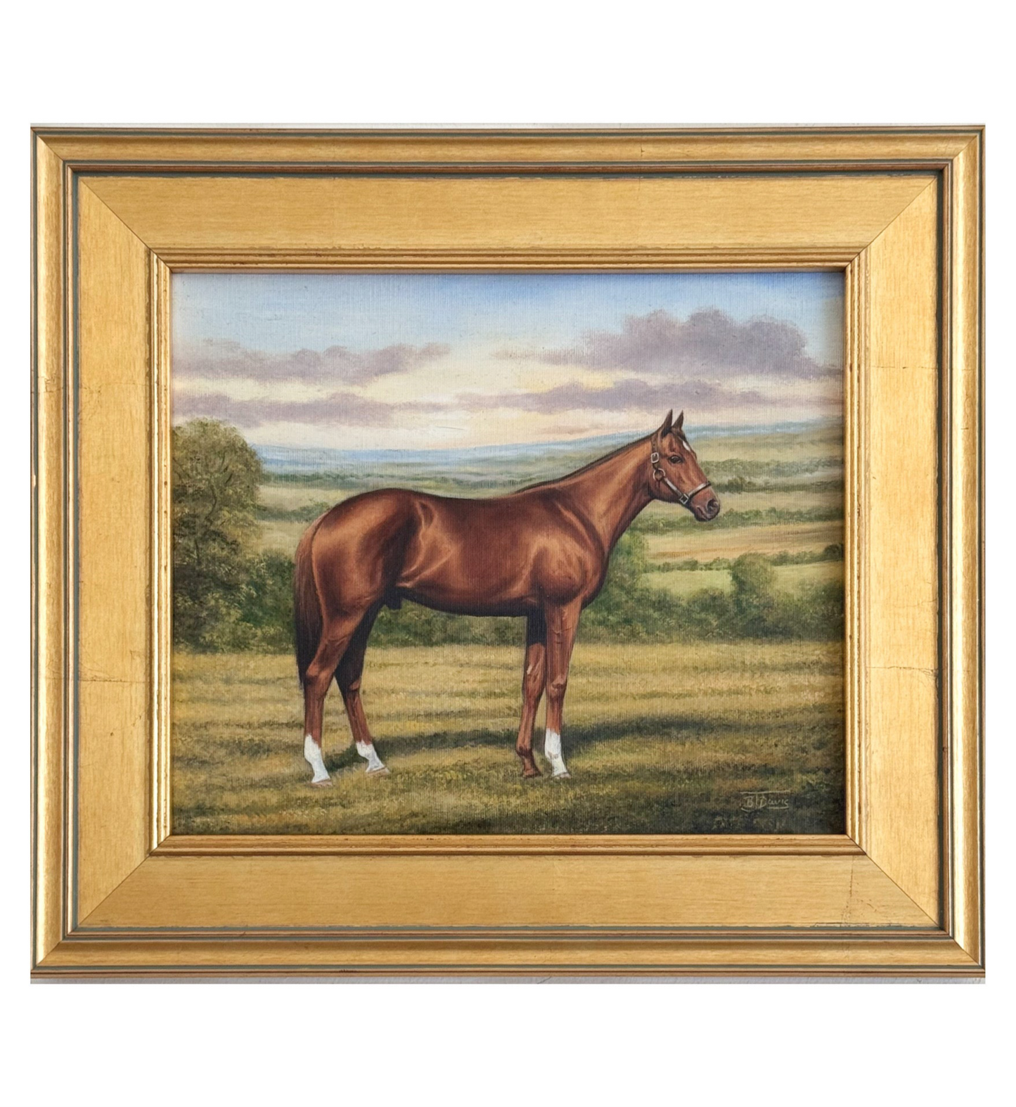 Thoroughbred