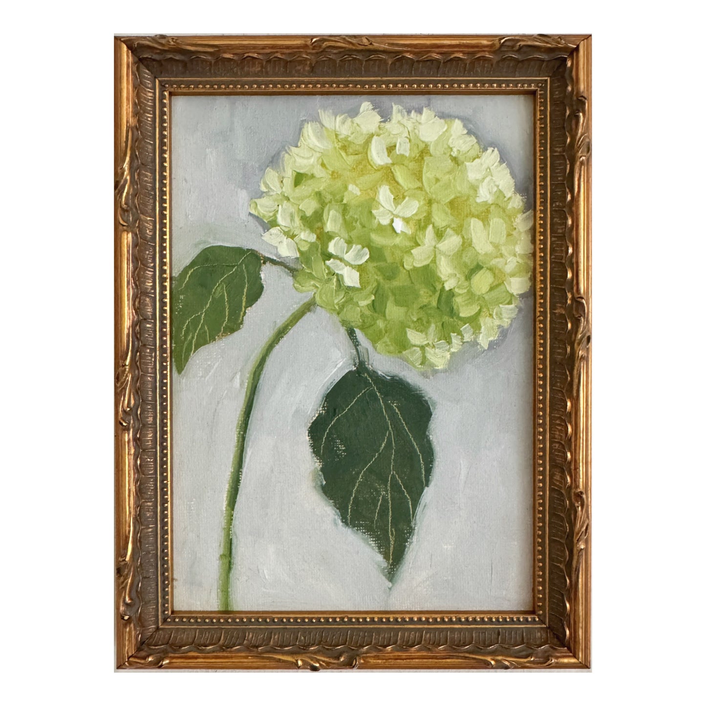 Hydrangea Mini