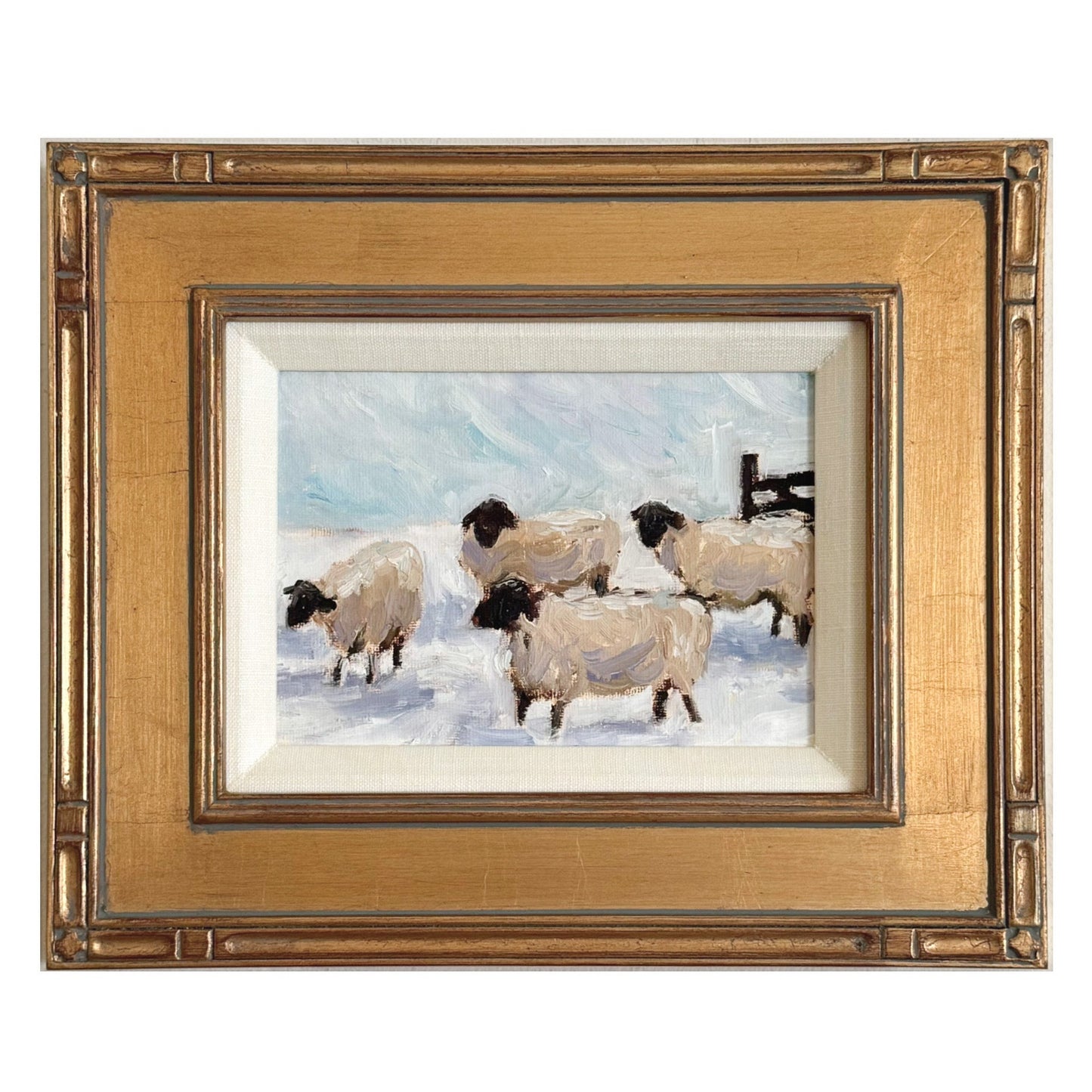 Northern Sheep